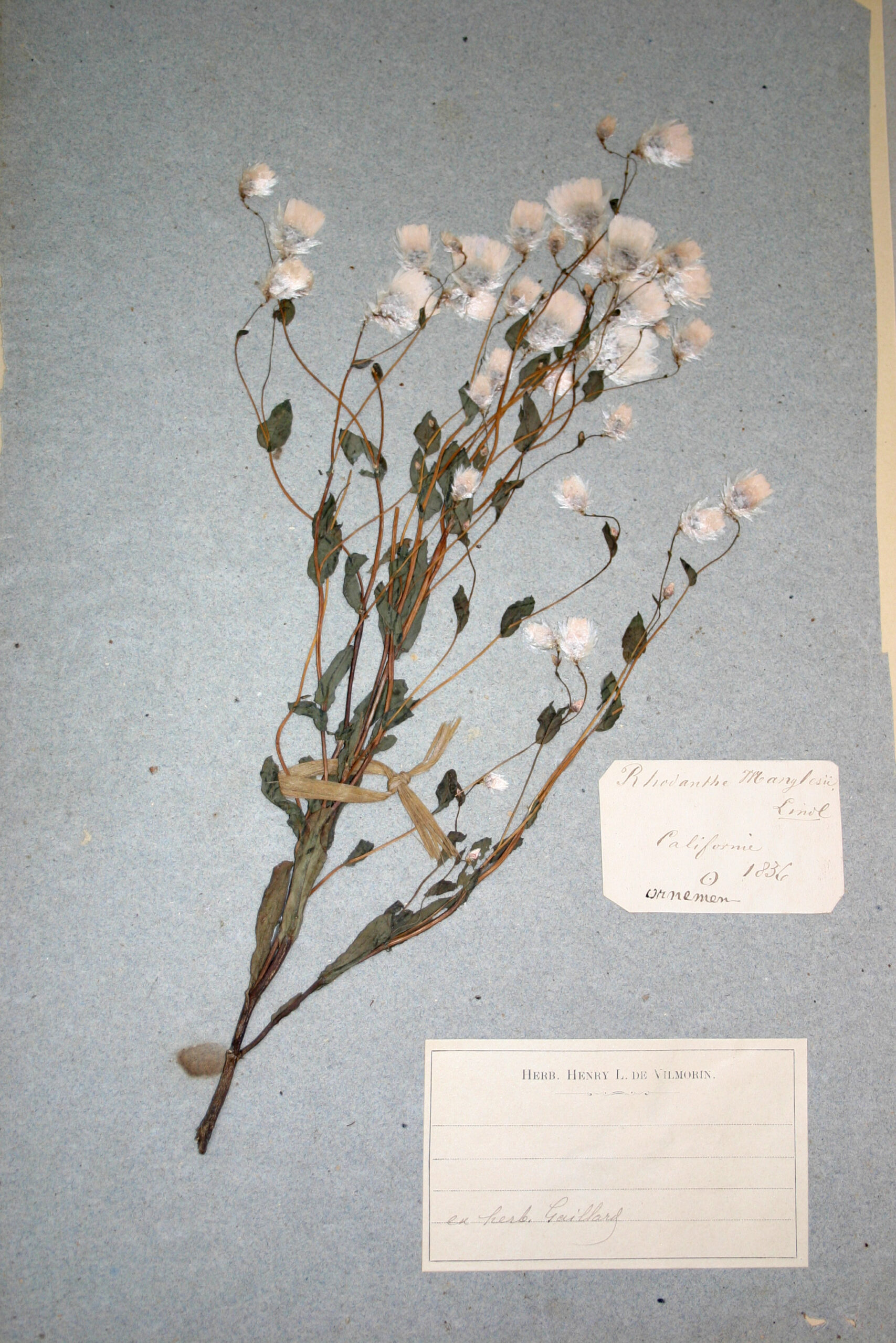 Patrimoine - Herbier des Vilmorin
