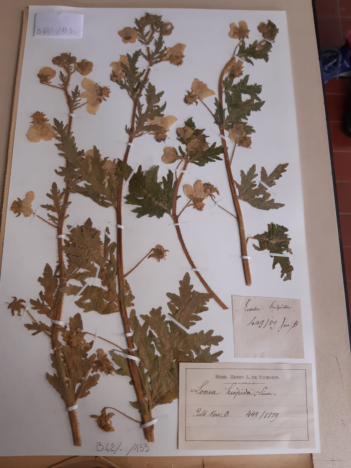 Patrimoine - Herbier des Vilmorin