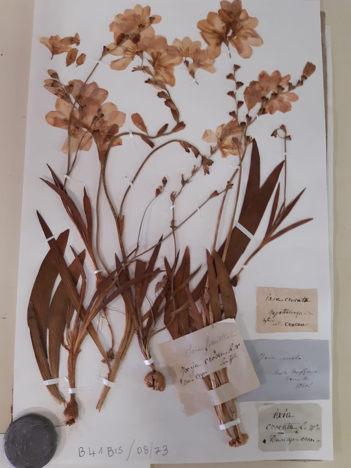 Patrimoine - Herbier des Vilmorin